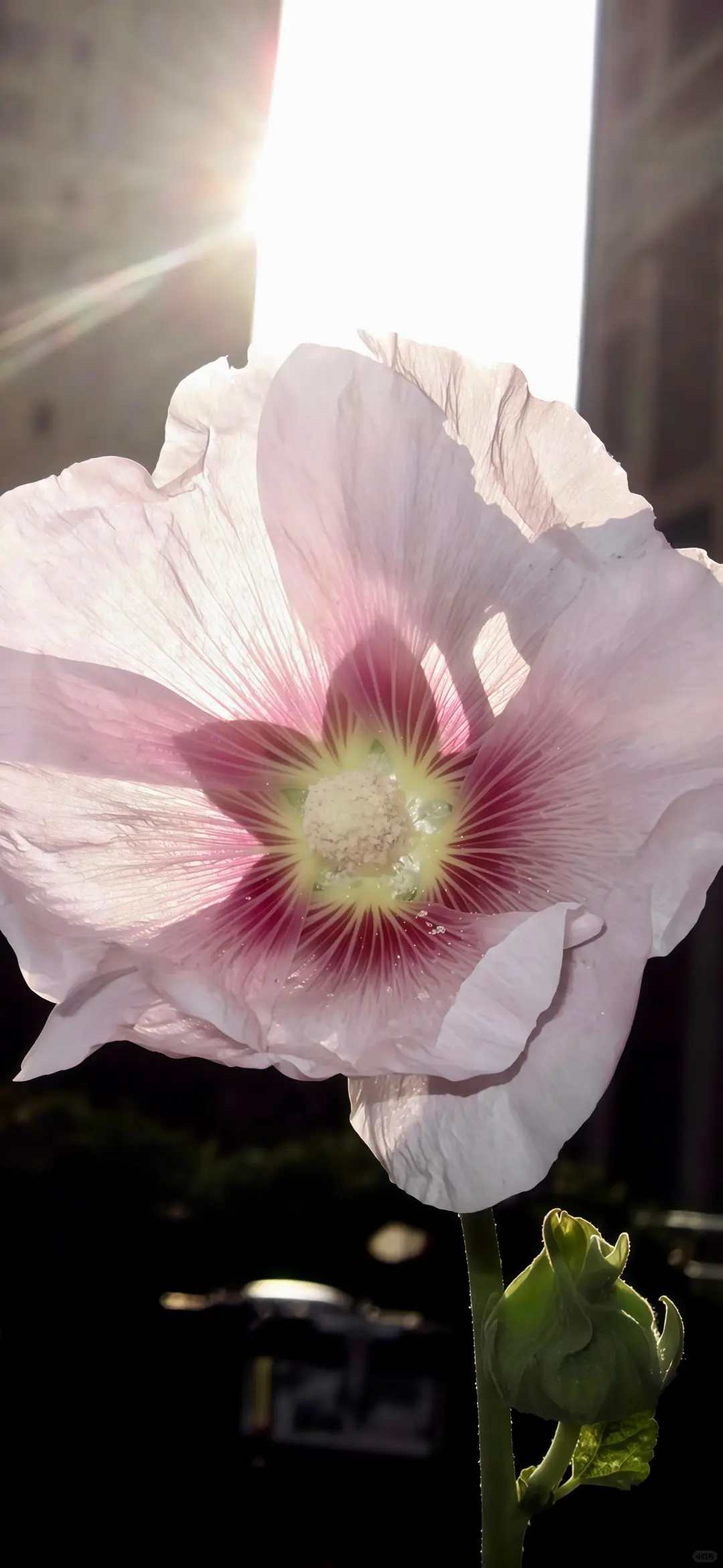 𝗦𝗵𝗮𝗿𝗲丨壁纸