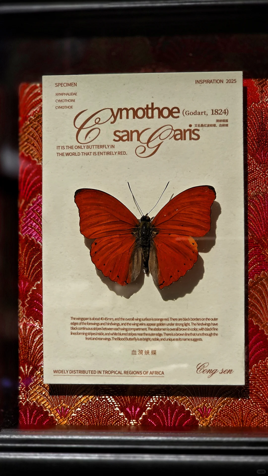 蝴蝶墙 —— 很nice的软装