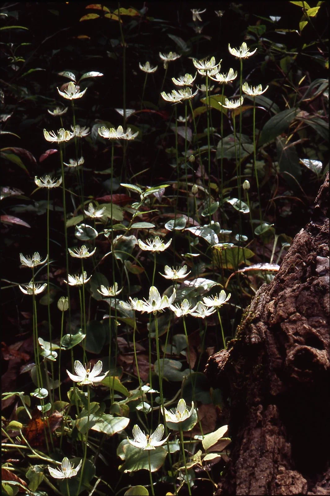 在山林间邂逅“翡翠精灵”✨梅花草