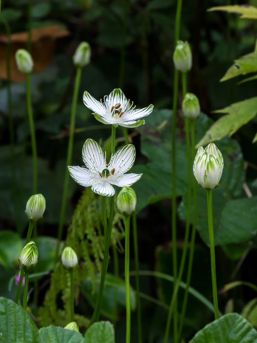 在山林间邂逅“翡翠精灵”✨梅花草