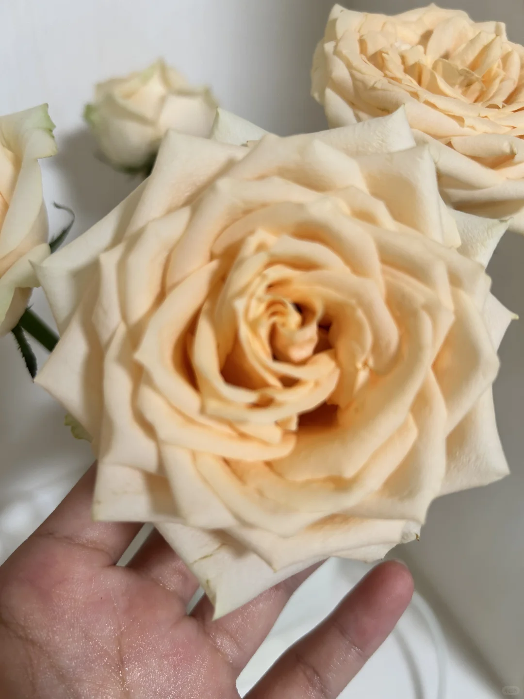 啊啊啊啊啊啊怎么可以这么美！