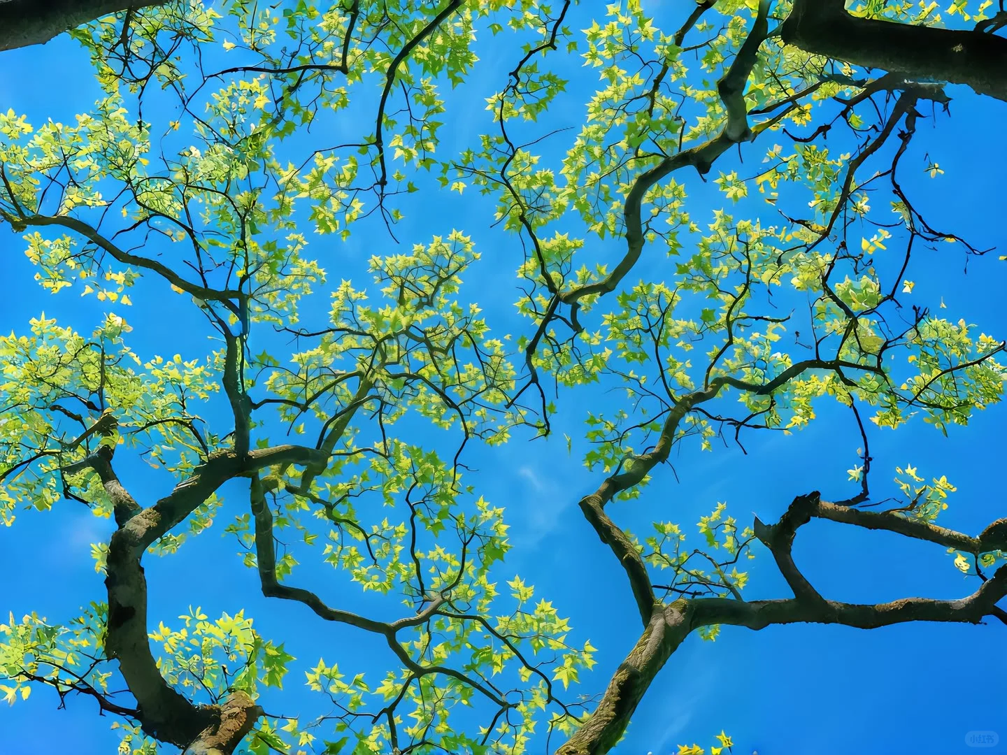 𝑺𝒉𝒂𝒓𝒆 | iPad壁纸