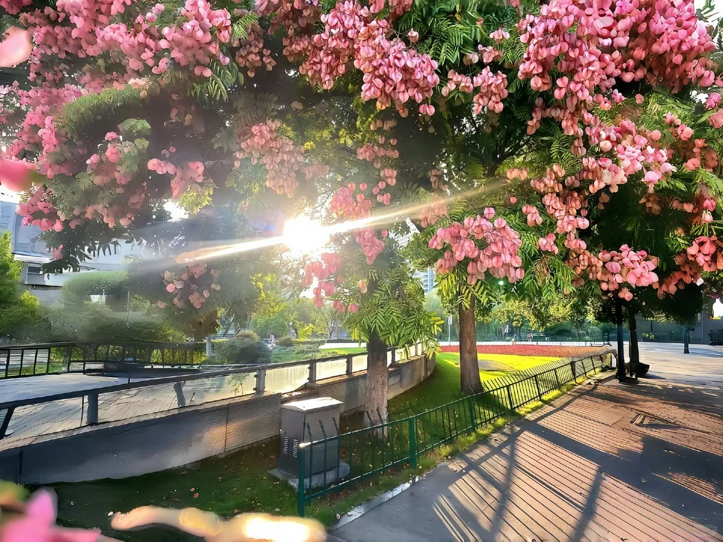 𝑺𝒉𝒂𝒓𝒆 | iPad壁纸