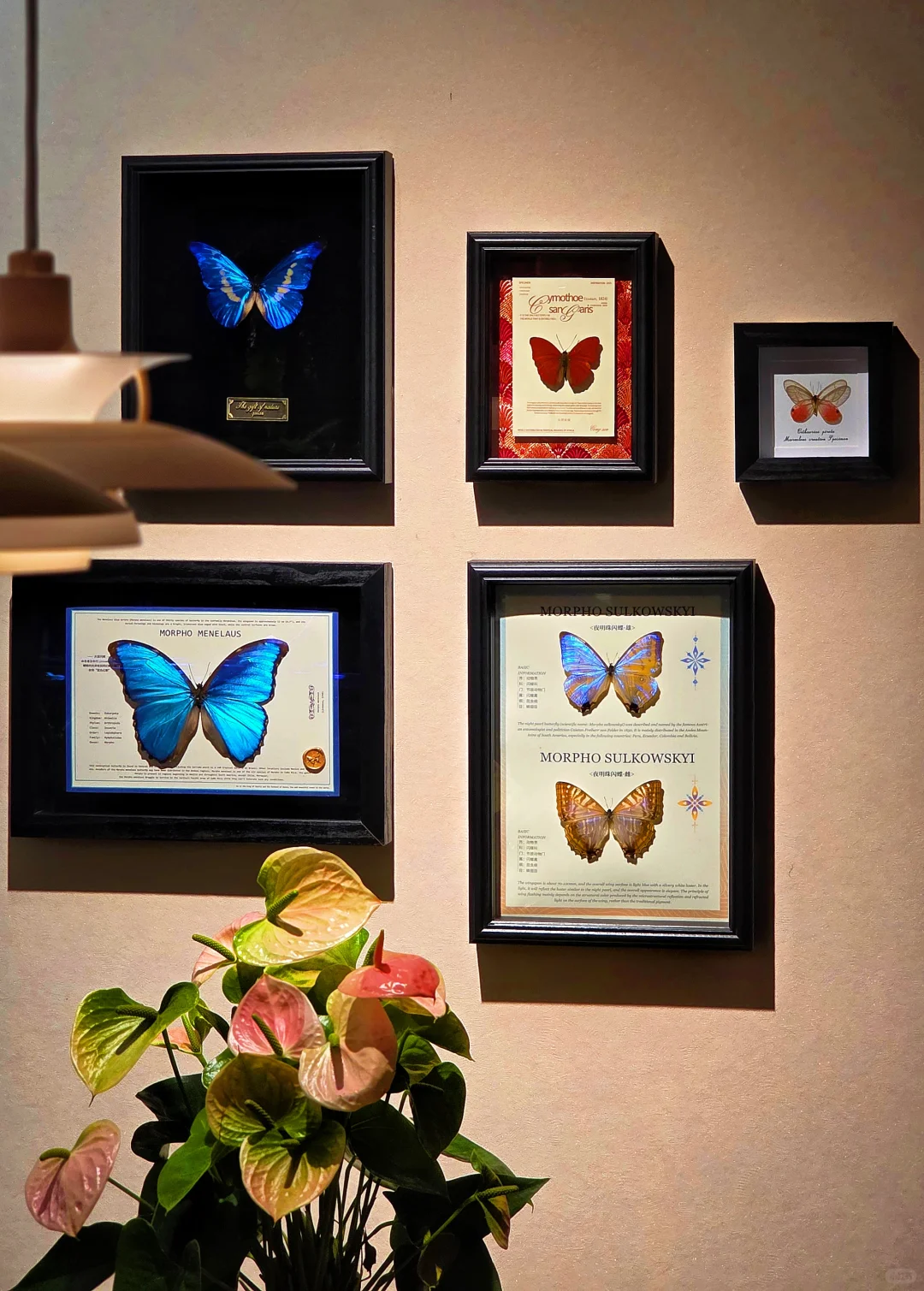 蝴蝶墙 —— 很nice的软装