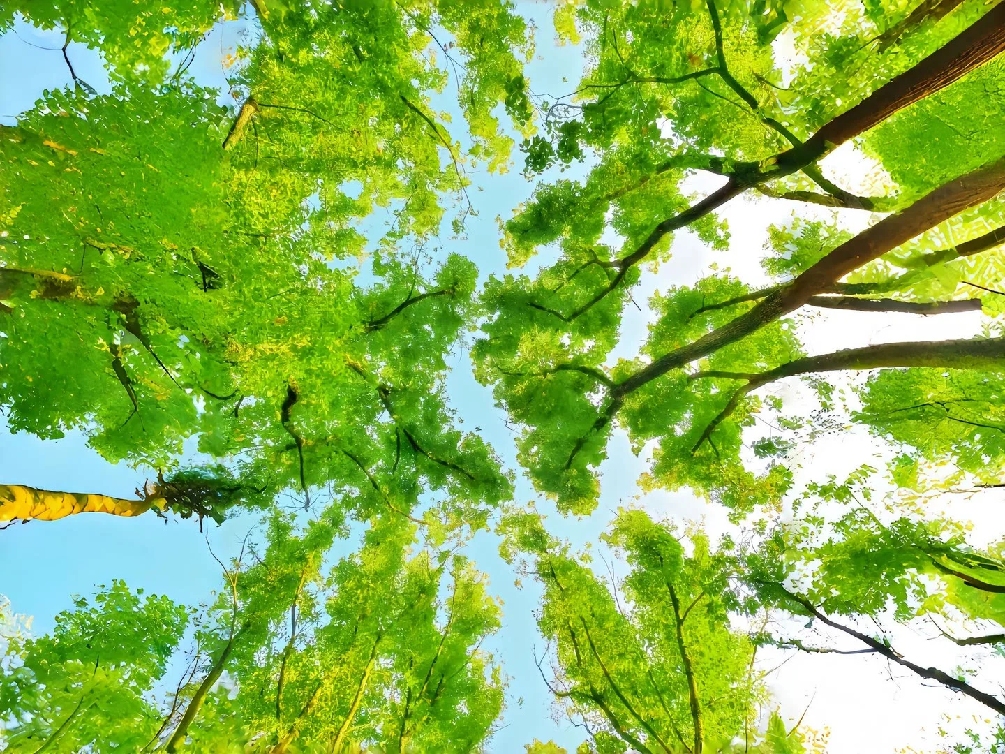 𝑺𝒉𝒂𝒓𝒆 | iPad壁纸