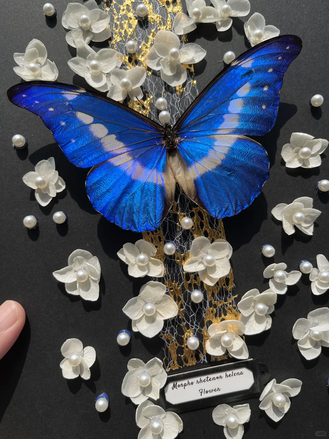 光明女神蝶就是好看！