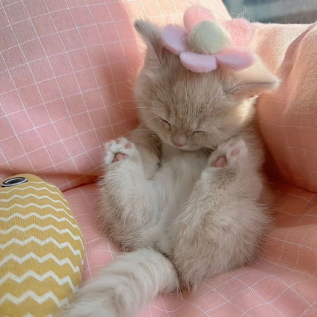 一般人刷不到的头像