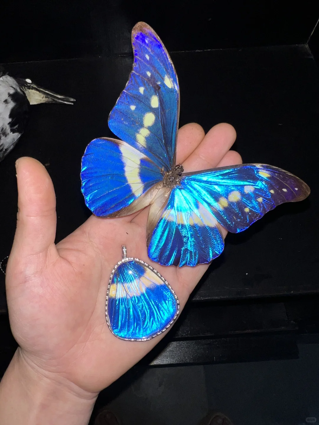 玩物丧志集上的新款｜ 闪蝶吊坠！