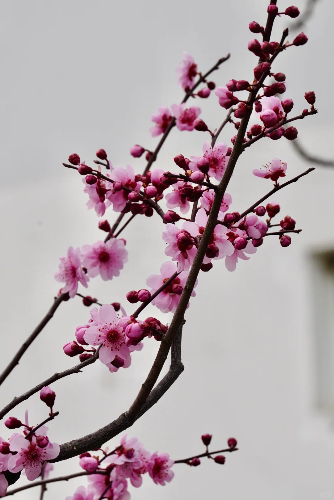 绯色流年｜美人梅（三）