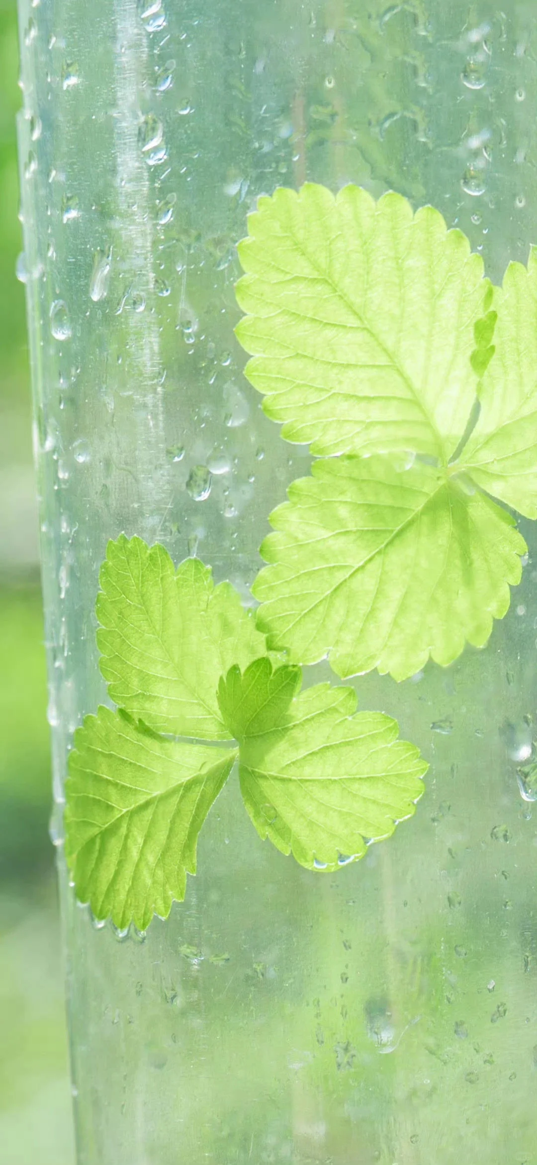 好运壁纸·每日通胜丨水木清华，碌柚叶祛霉