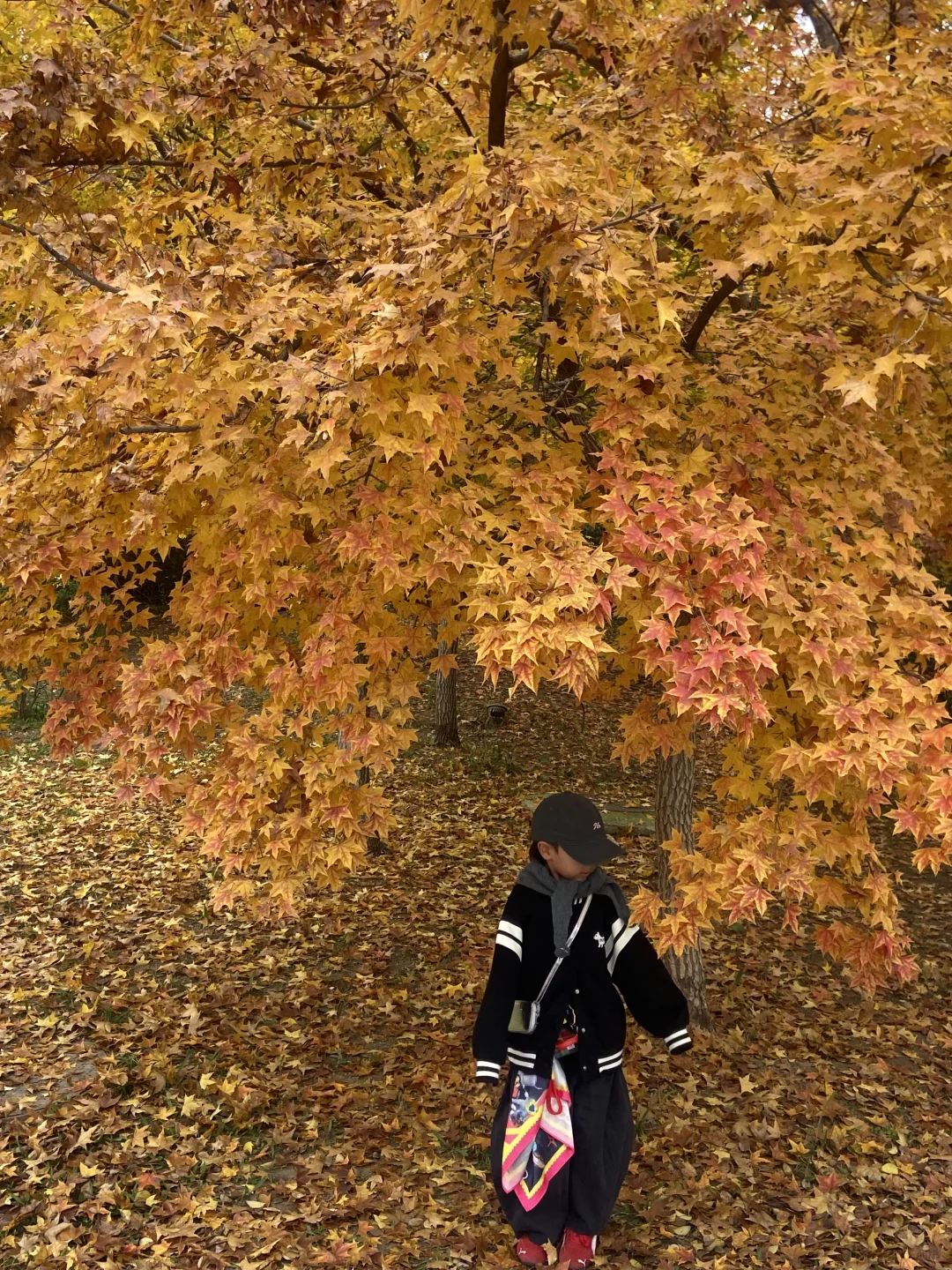 11.8实况！青岛最适合拍人像的枫叶🍁！