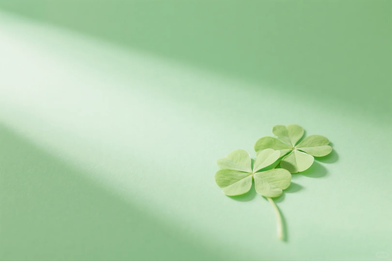 壁纸→四叶草