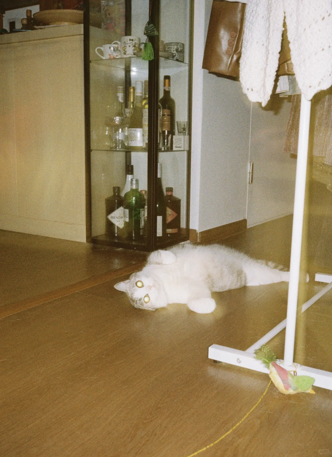 🎞️小猫咪私房照