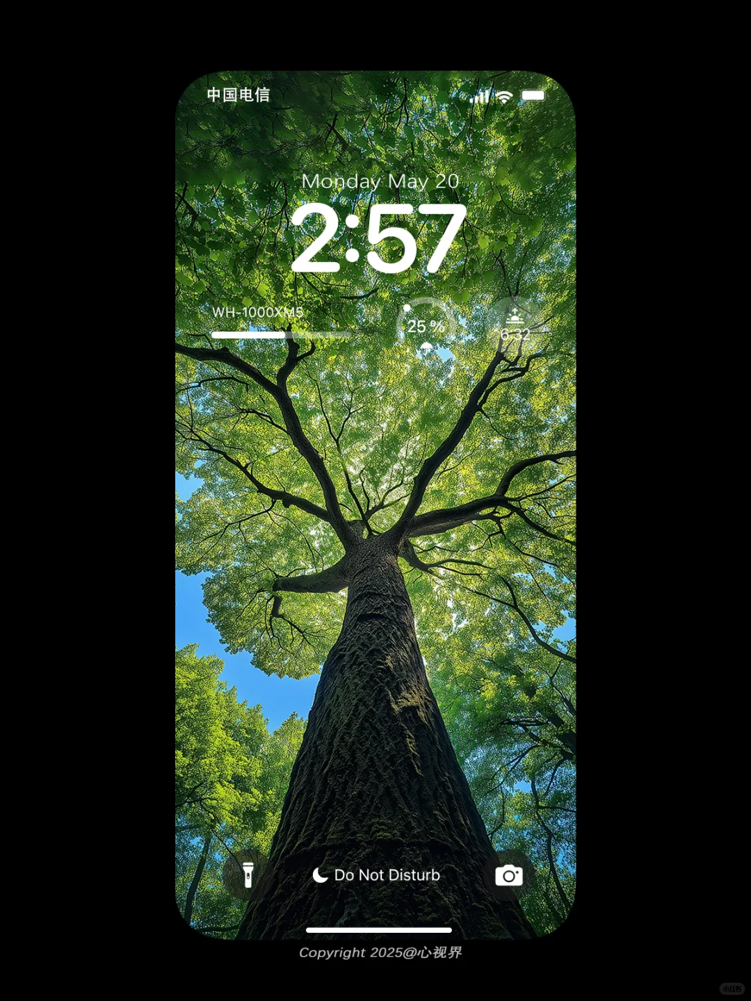 “生命总是向上生长🌳” | 079壁纸