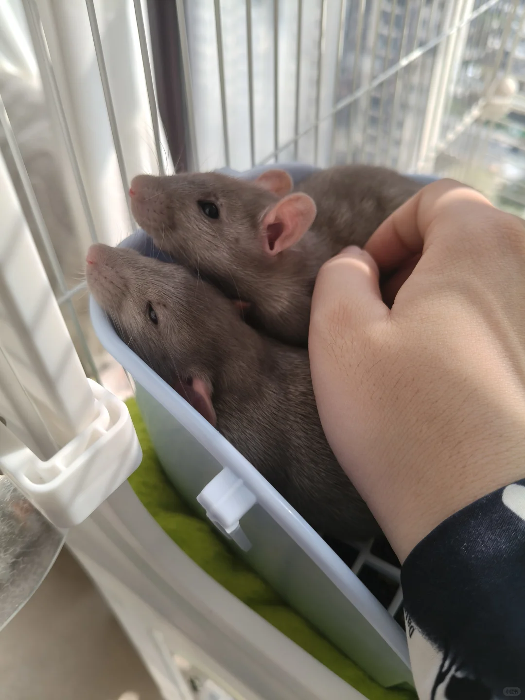 人人喊打的双也会有自己的天使女孩吗