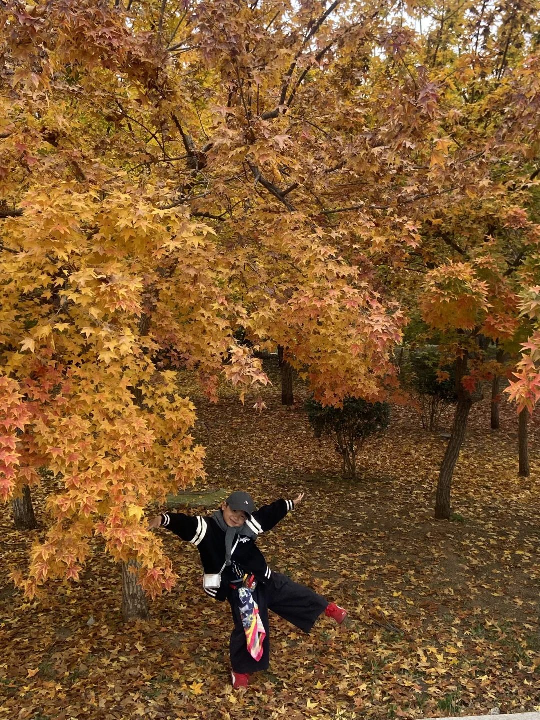 11.8实况！青岛最适合拍人像的枫叶🍁！