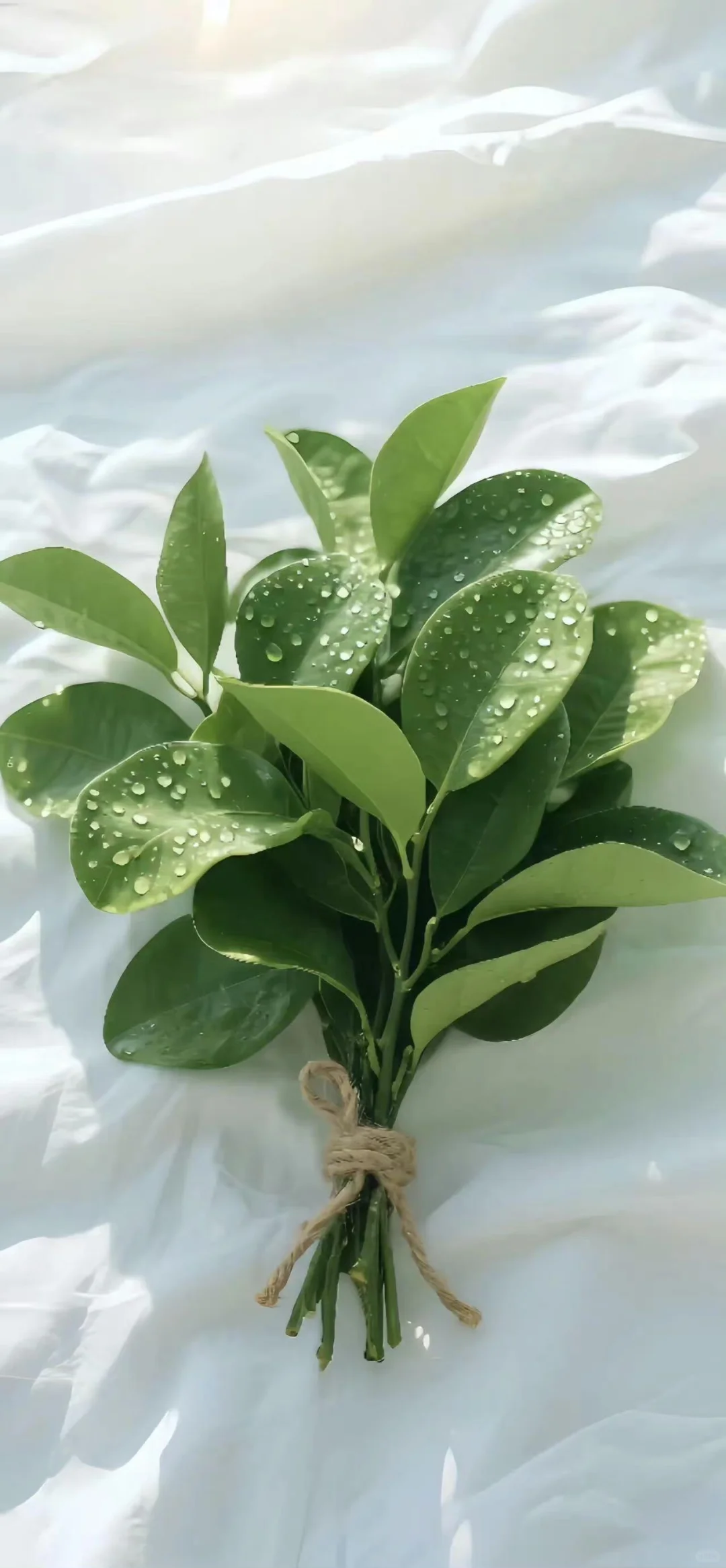 好运壁纸·每日通胜丨水木清华，碌柚叶祛霉