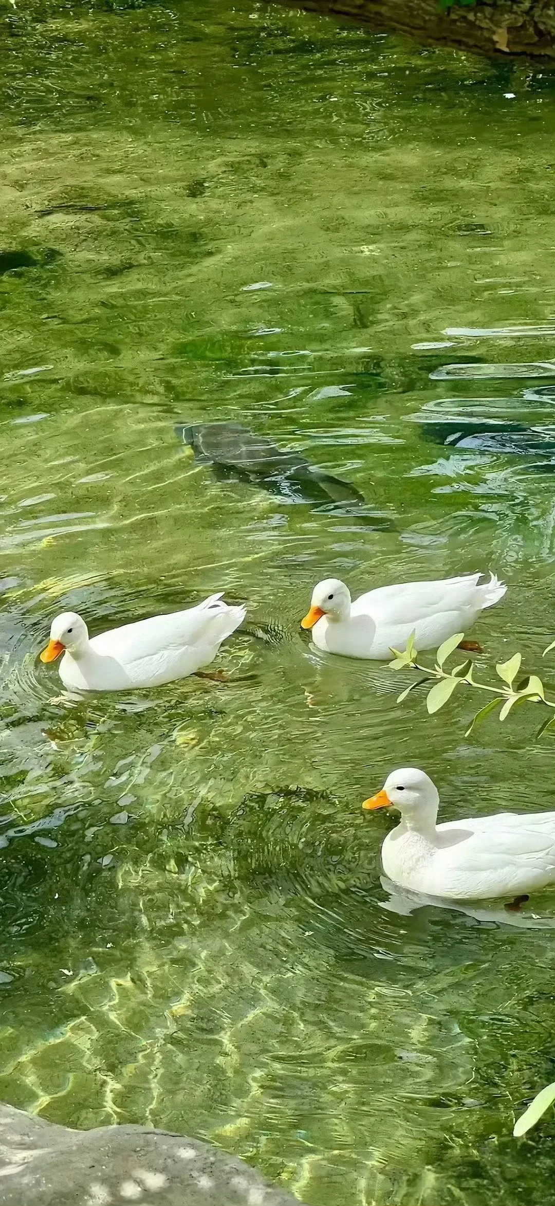 手机壁纸｜💚绿色清新护眼壁纸
