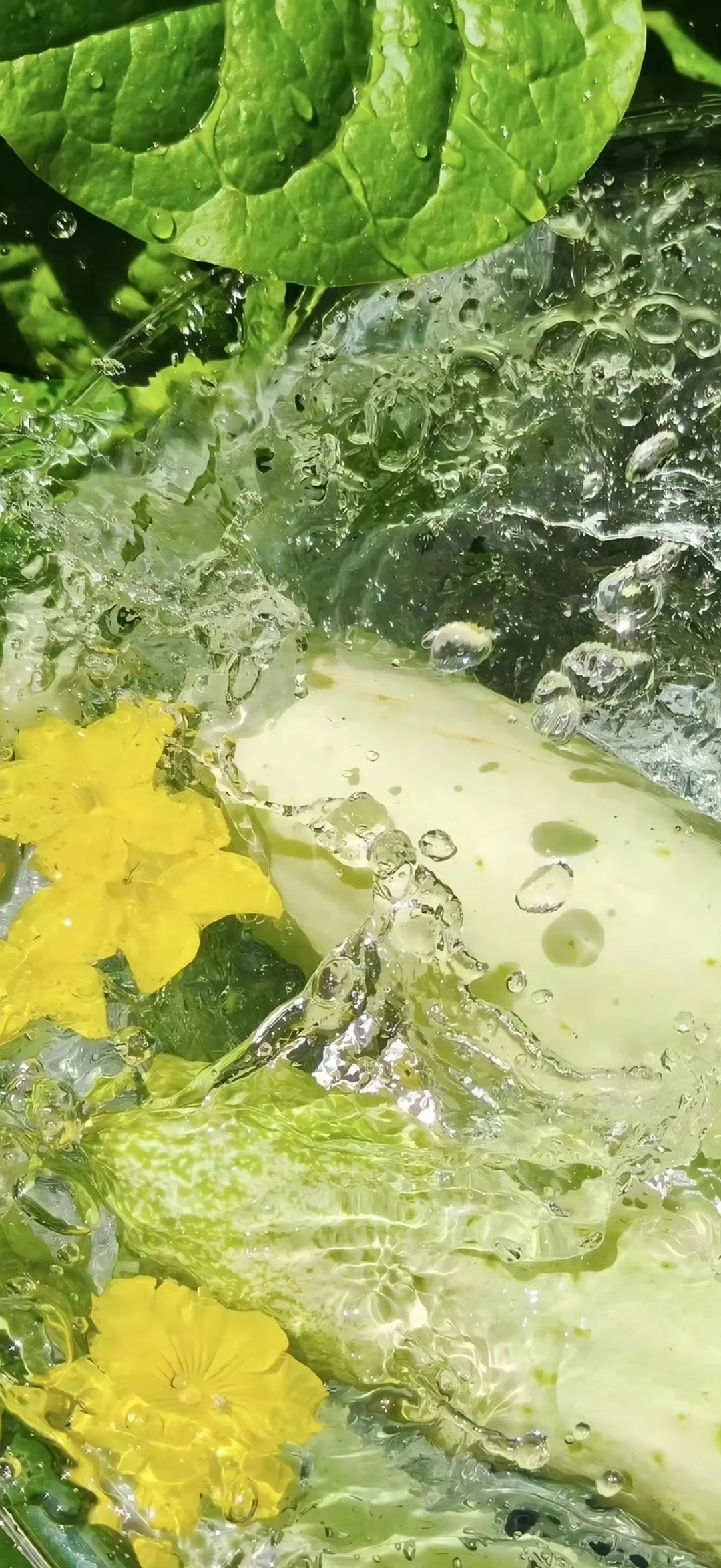 好运壁纸·每日通胜丨水木清华，碌柚叶祛霉