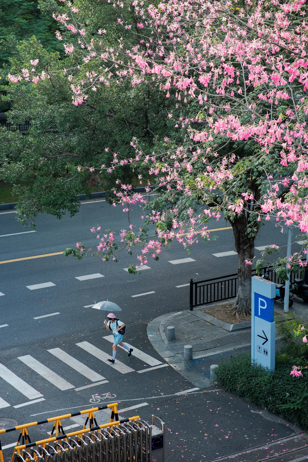 广州的秋天是粉色的🌸