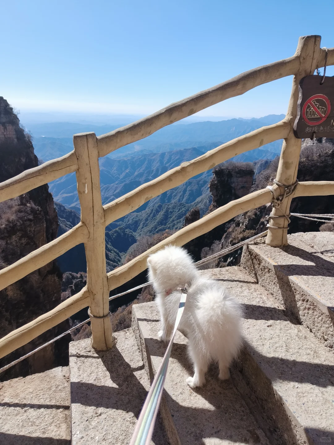 小博美征服白石山