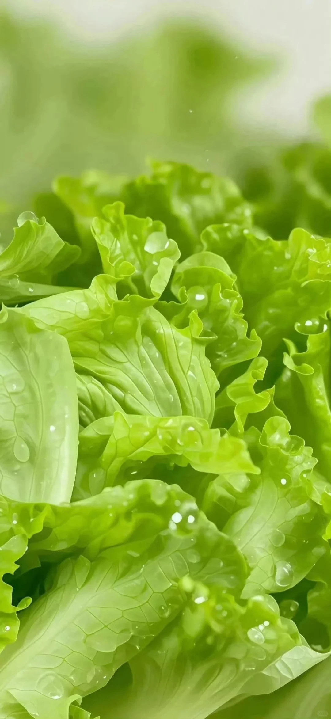 好运壁纸·每日通胜丨水木清华，碌柚叶祛霉