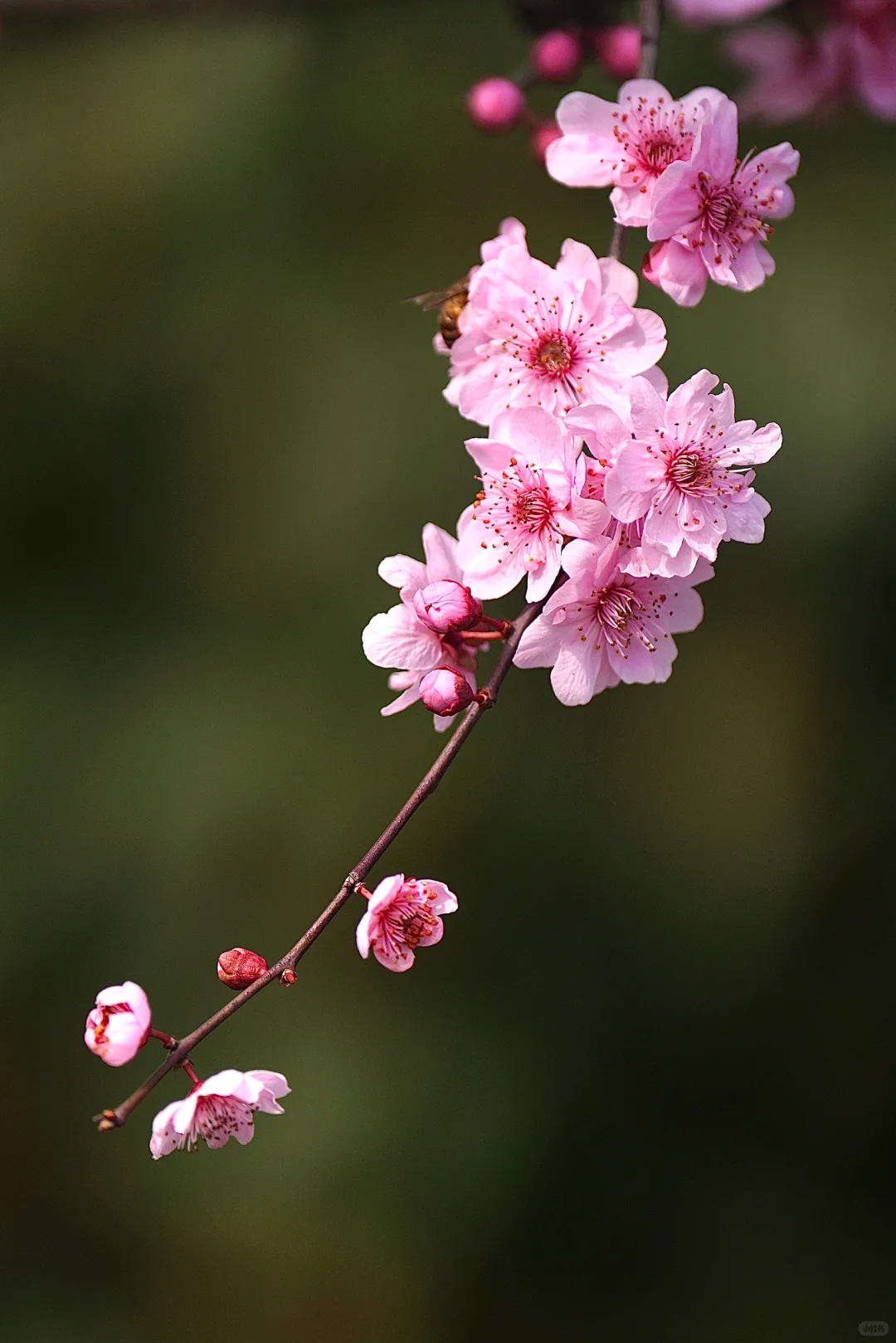 绯色流年｜美人梅（三）