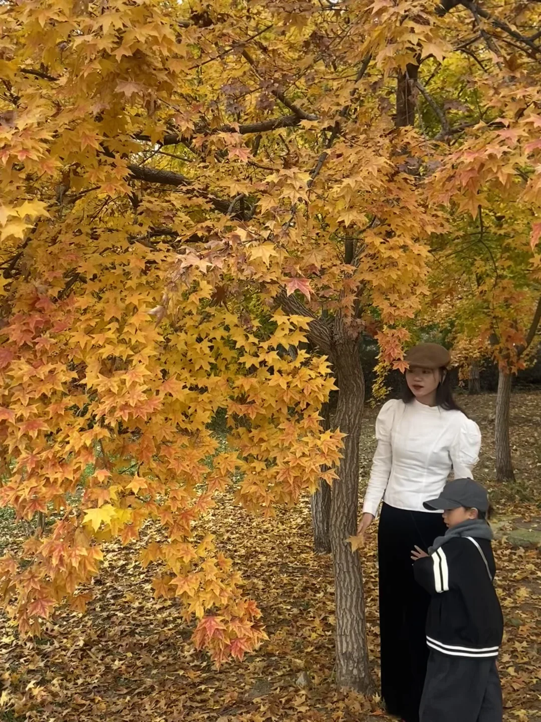 11.8实况！青岛最适合拍人像的枫叶🍁！