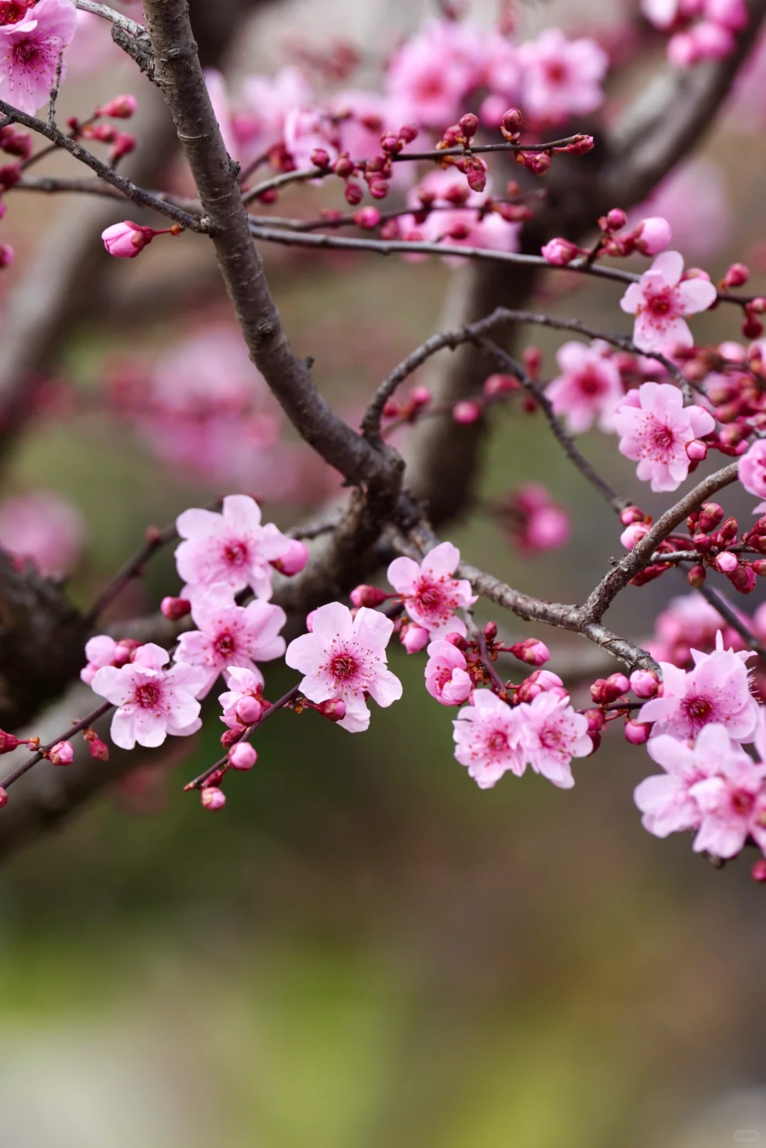 绯色流年｜美人梅（三）