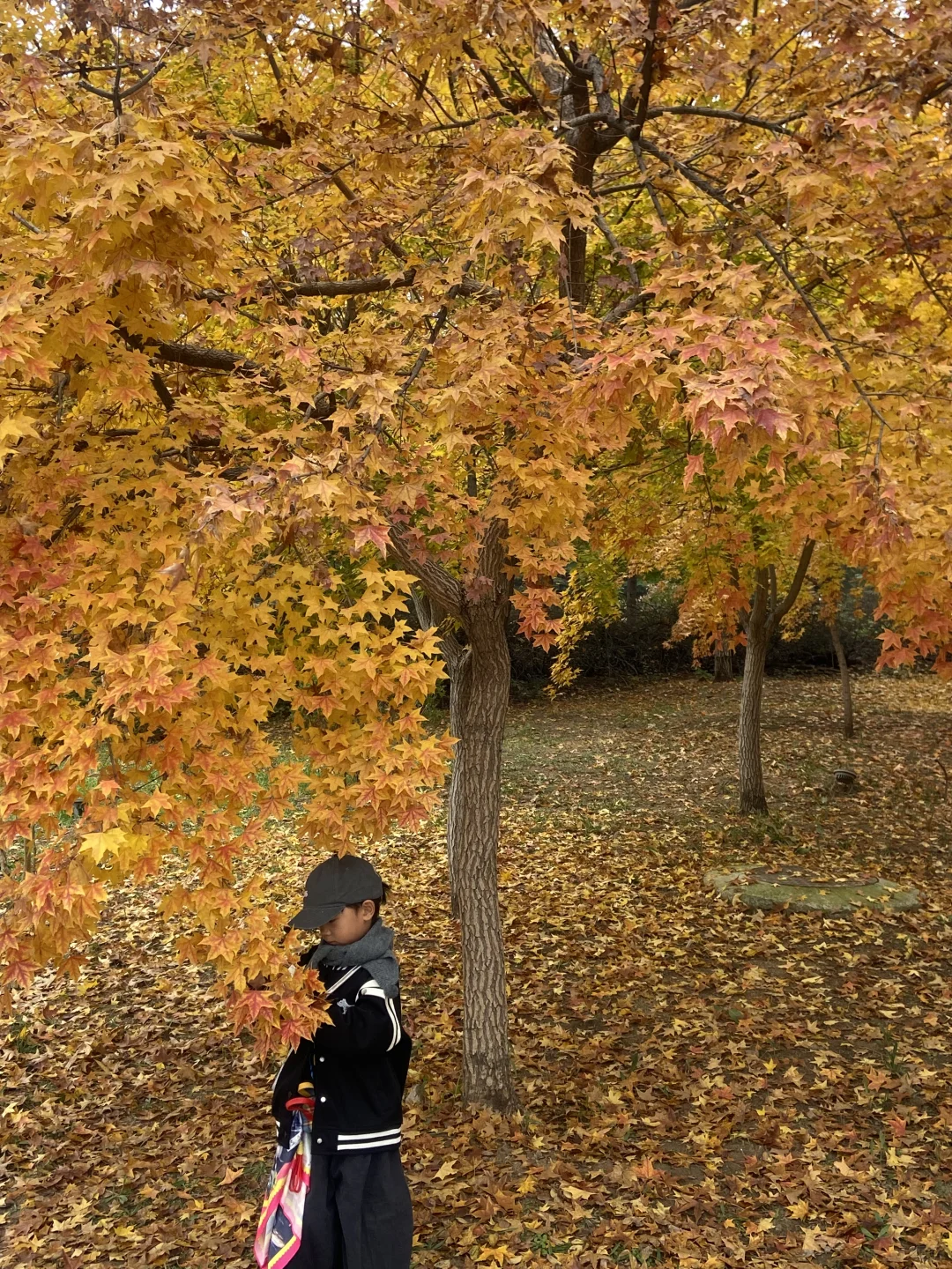 11.8实况！青岛最适合拍人像的枫叶🍁！
