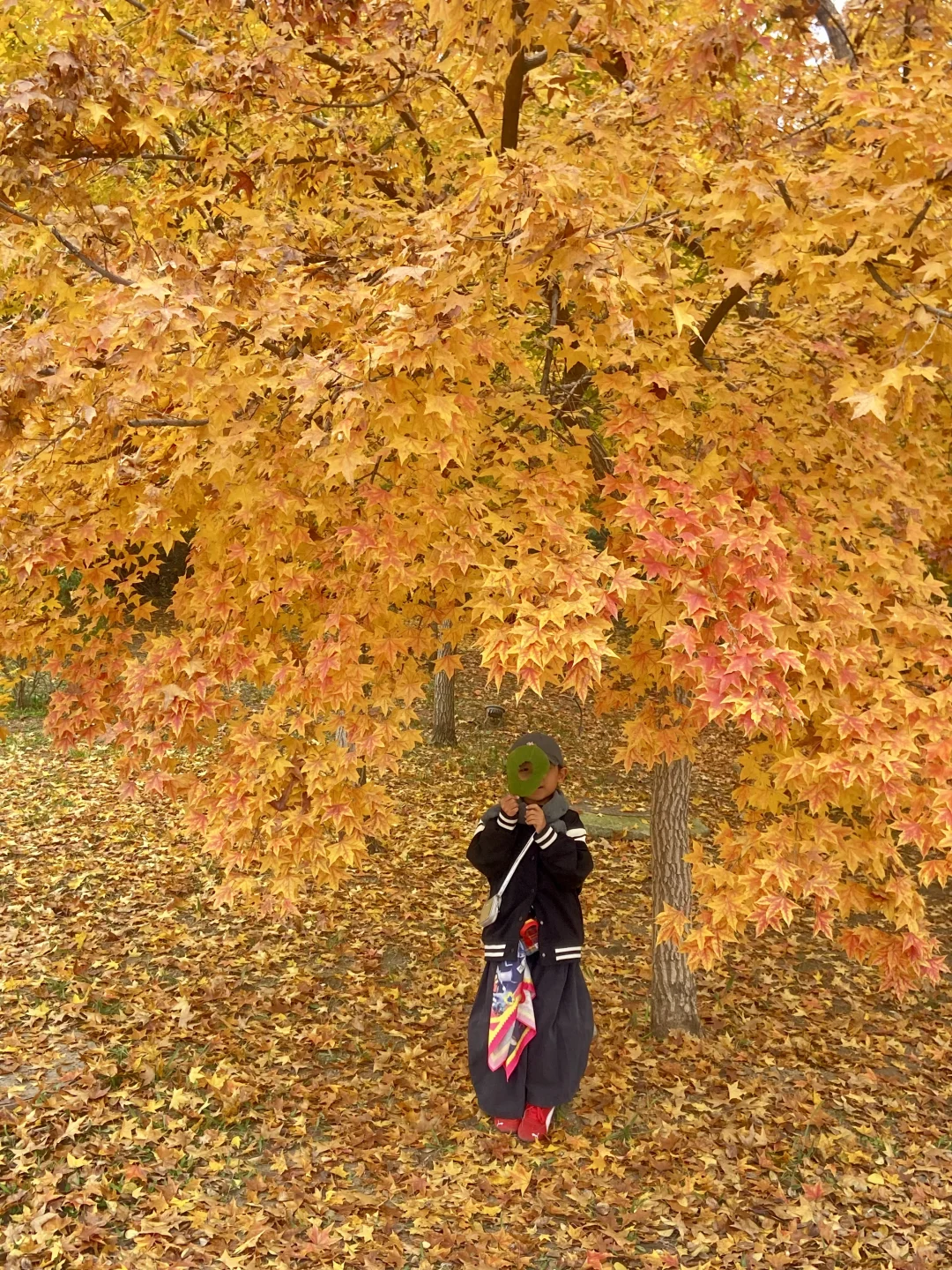 11.8实况！青岛最适合拍人像的枫叶🍁！