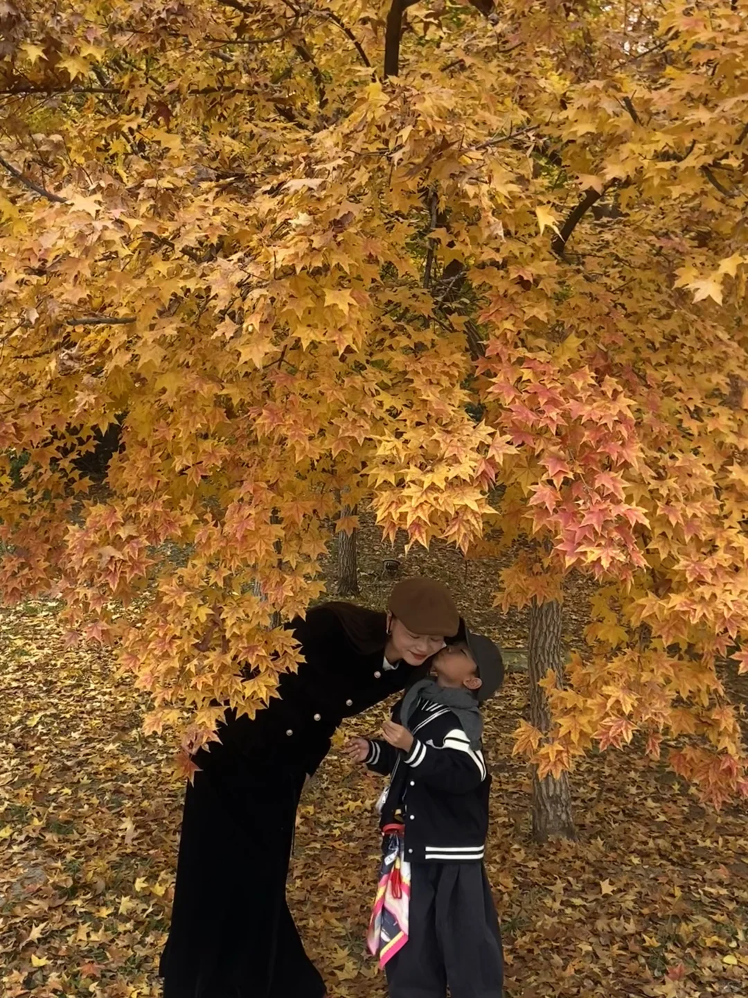 11.8实况！青岛最适合拍人像的枫叶🍁！