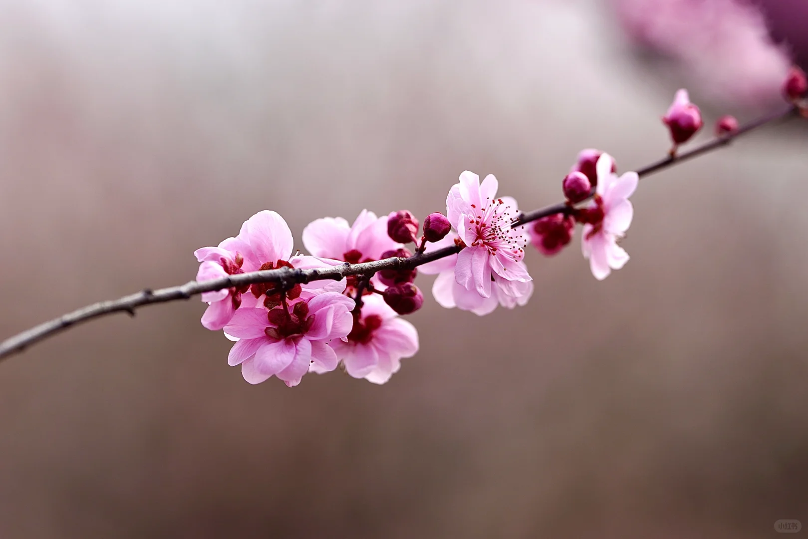 绯色流年｜美人梅（三）