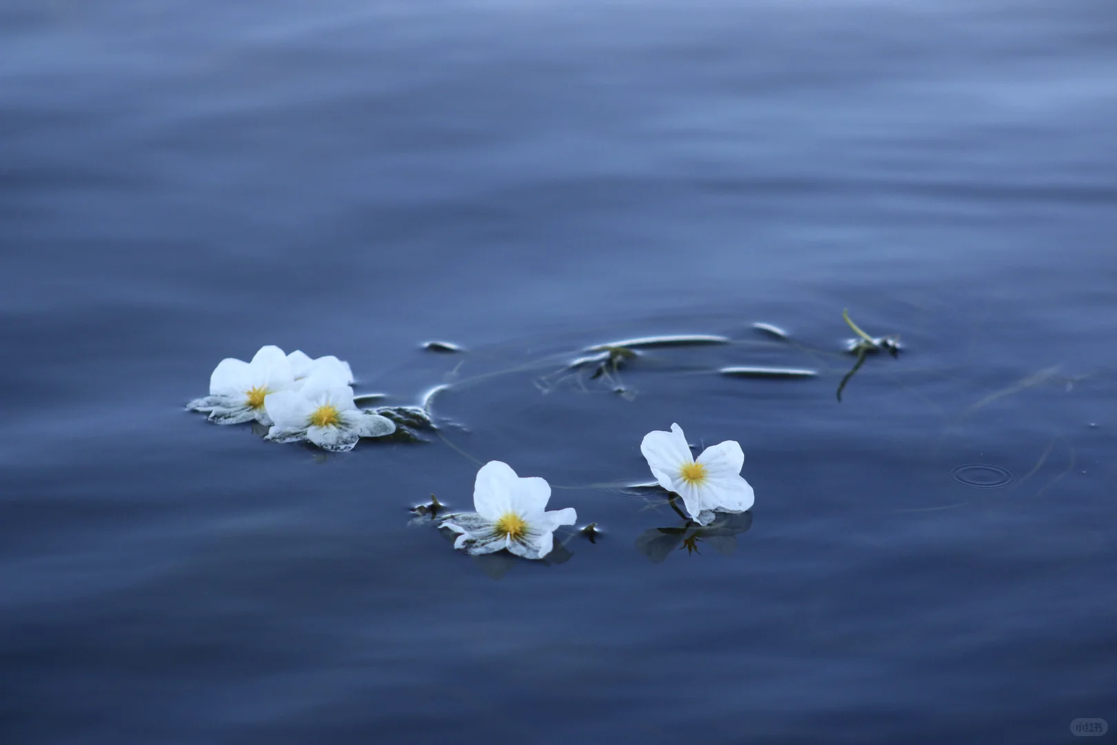 申请成为你的ipad壁纸！🩵🫧