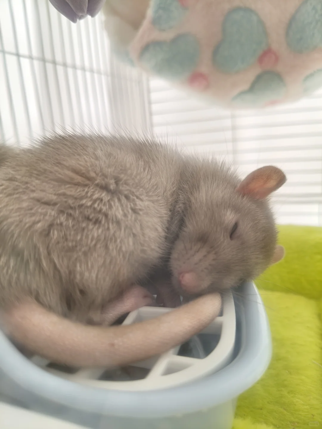 人人喊打的双也会有自己的天使女孩吗