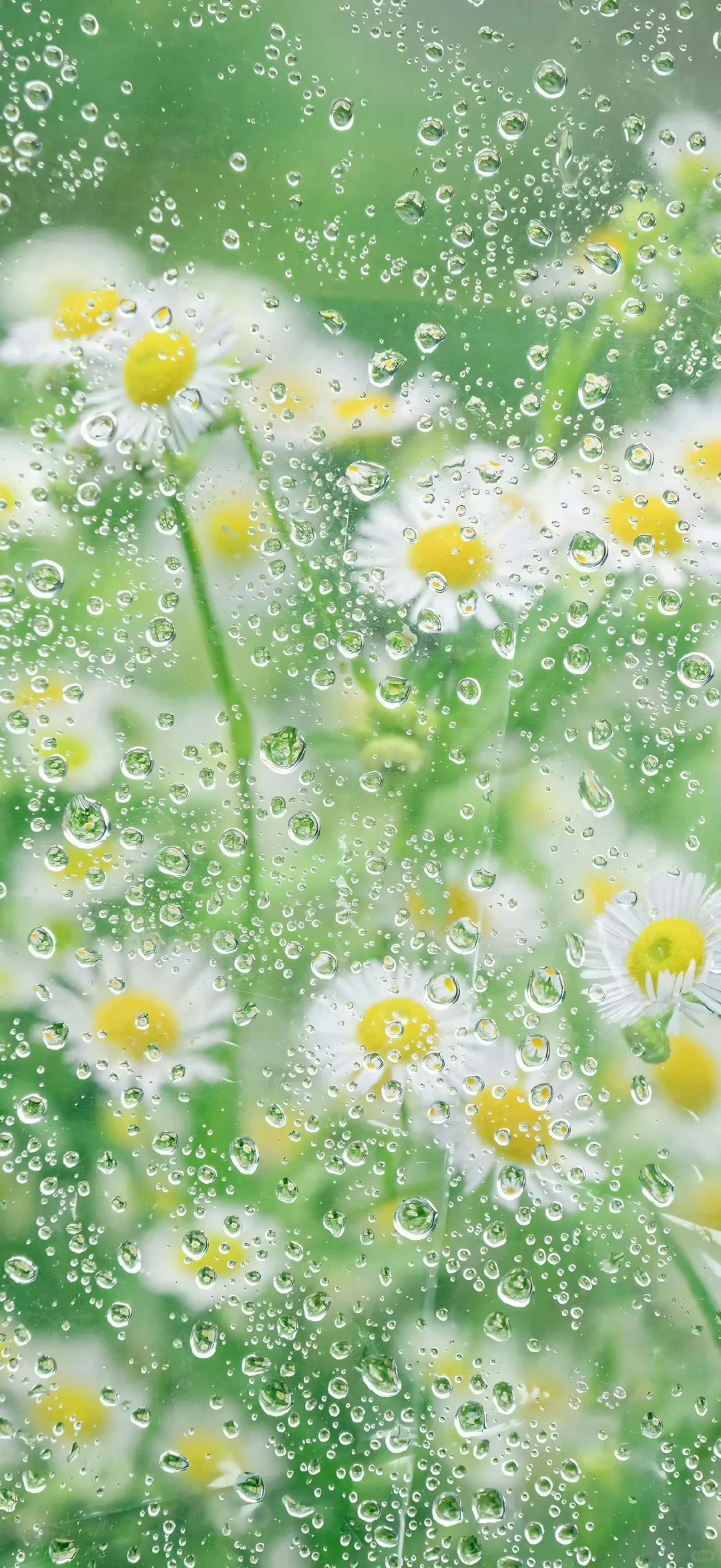 好运壁纸·每日通胜丨水木清华，碌柚叶祛霉