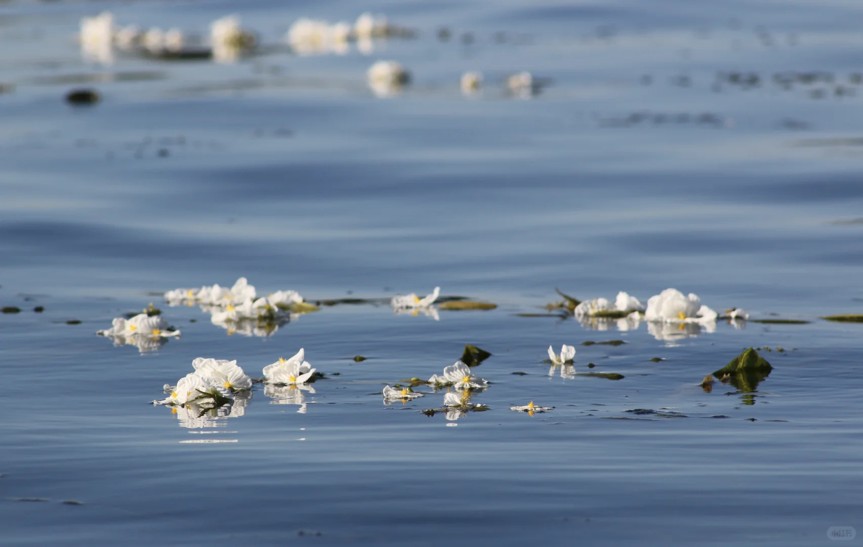 申请成为你的ipad壁纸！🩵🫧