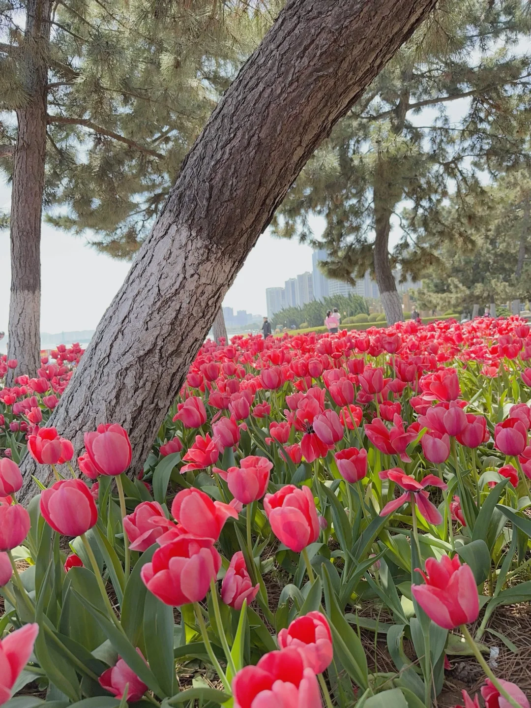 今天是38岁美少妇