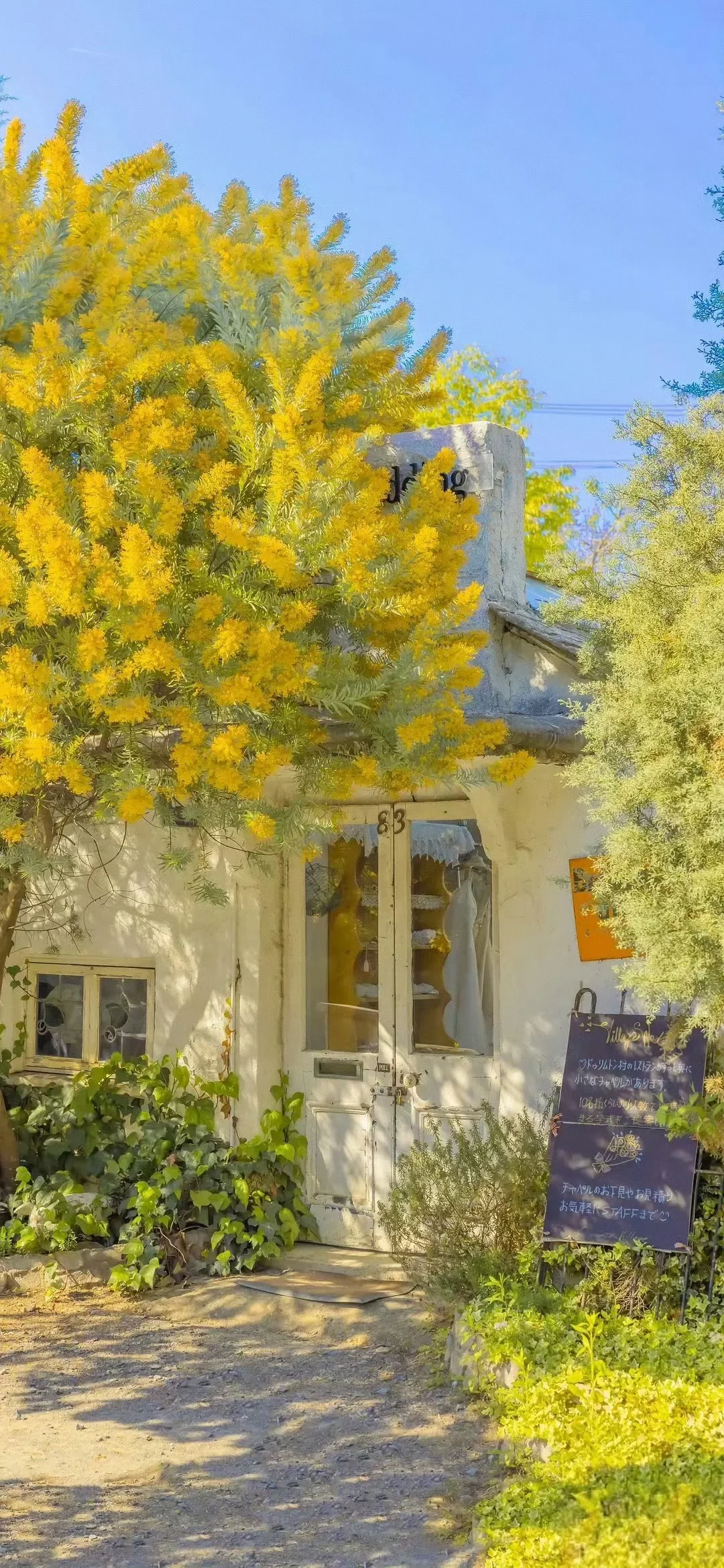 手机壁纸｜💚绿色清新护眼壁纸