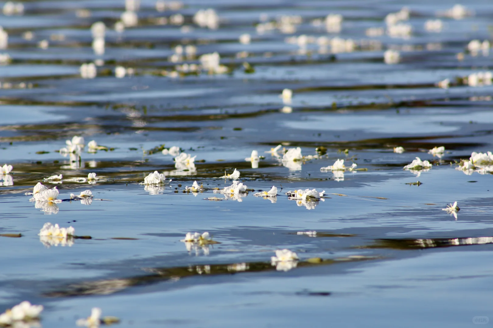 申请成为你的ipad壁纸！🩵🫧