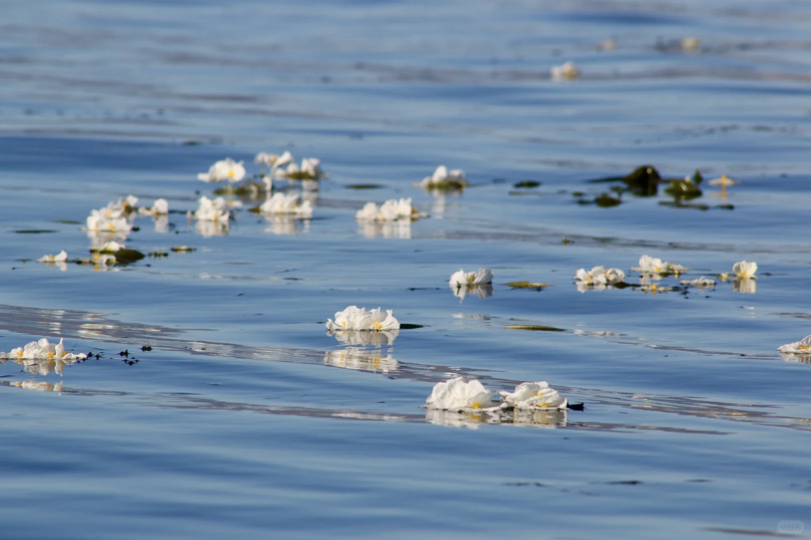 申请成为你的ipad壁纸！🩵🫧