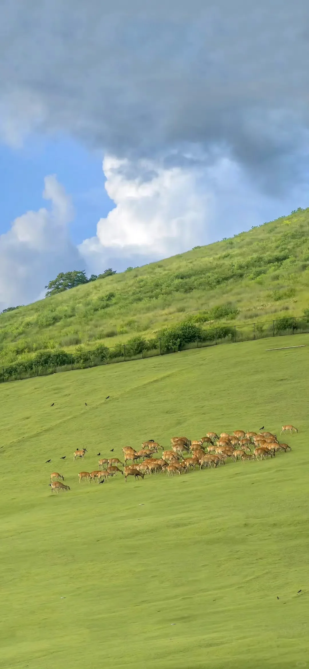 手机壁纸｜💚绿色清新护眼壁纸