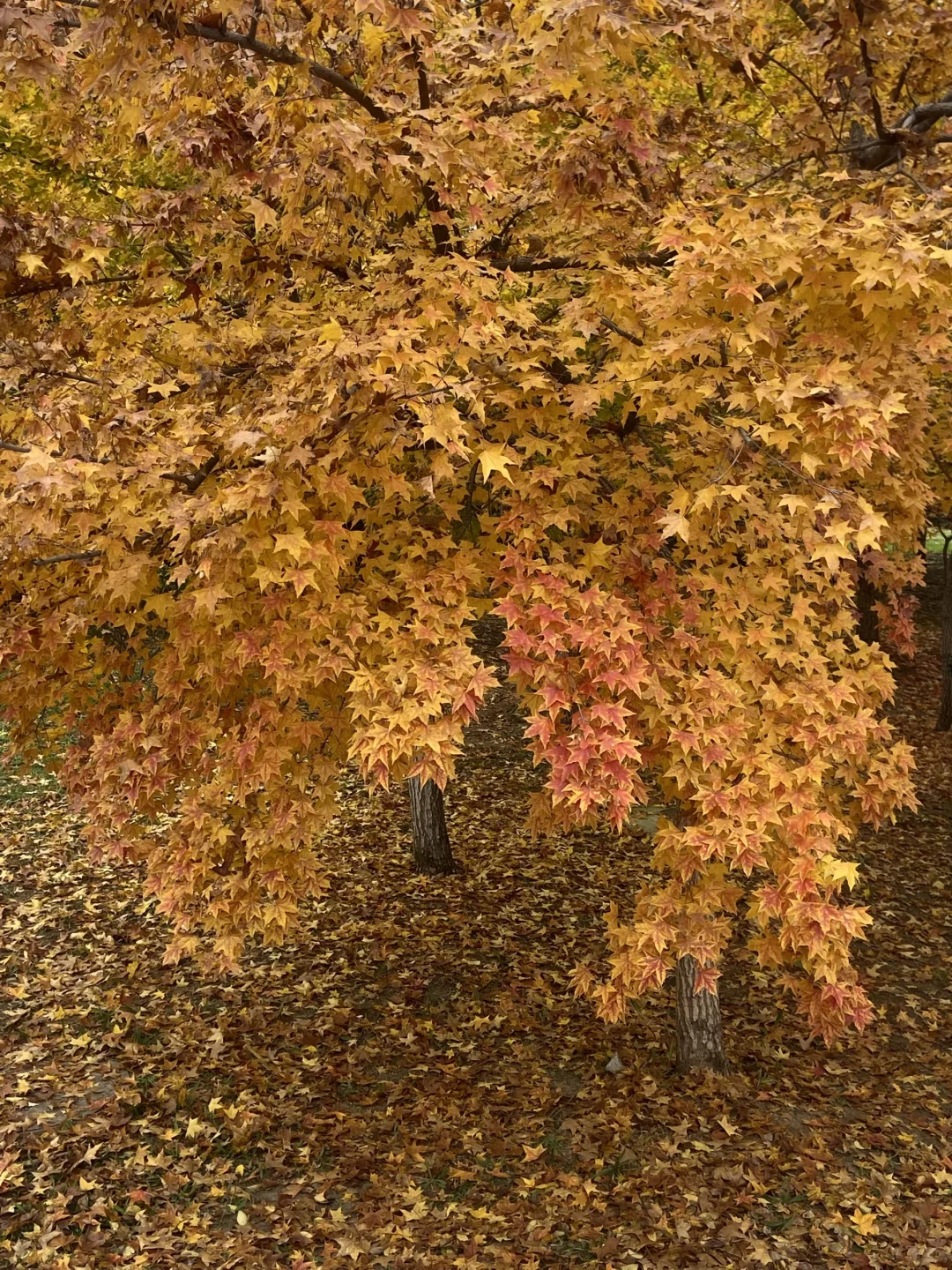 11.8实况！青岛最适合拍人像的枫叶🍁！