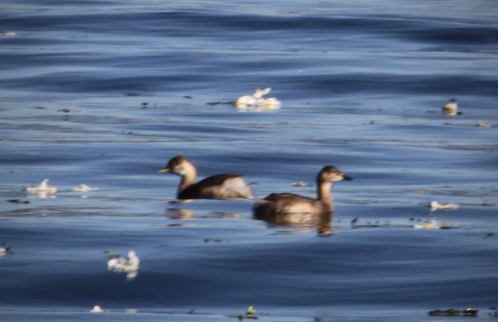 申请成为你的ipad壁纸！🩵🫧