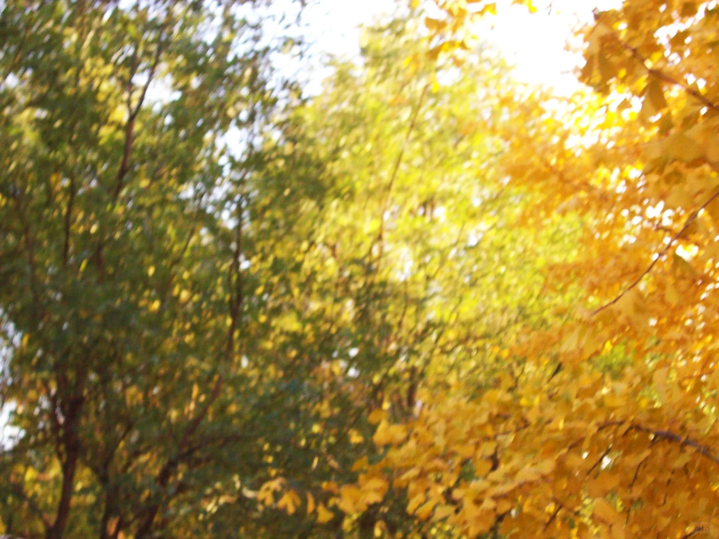 04女大⎮又是一年首经贸的秋