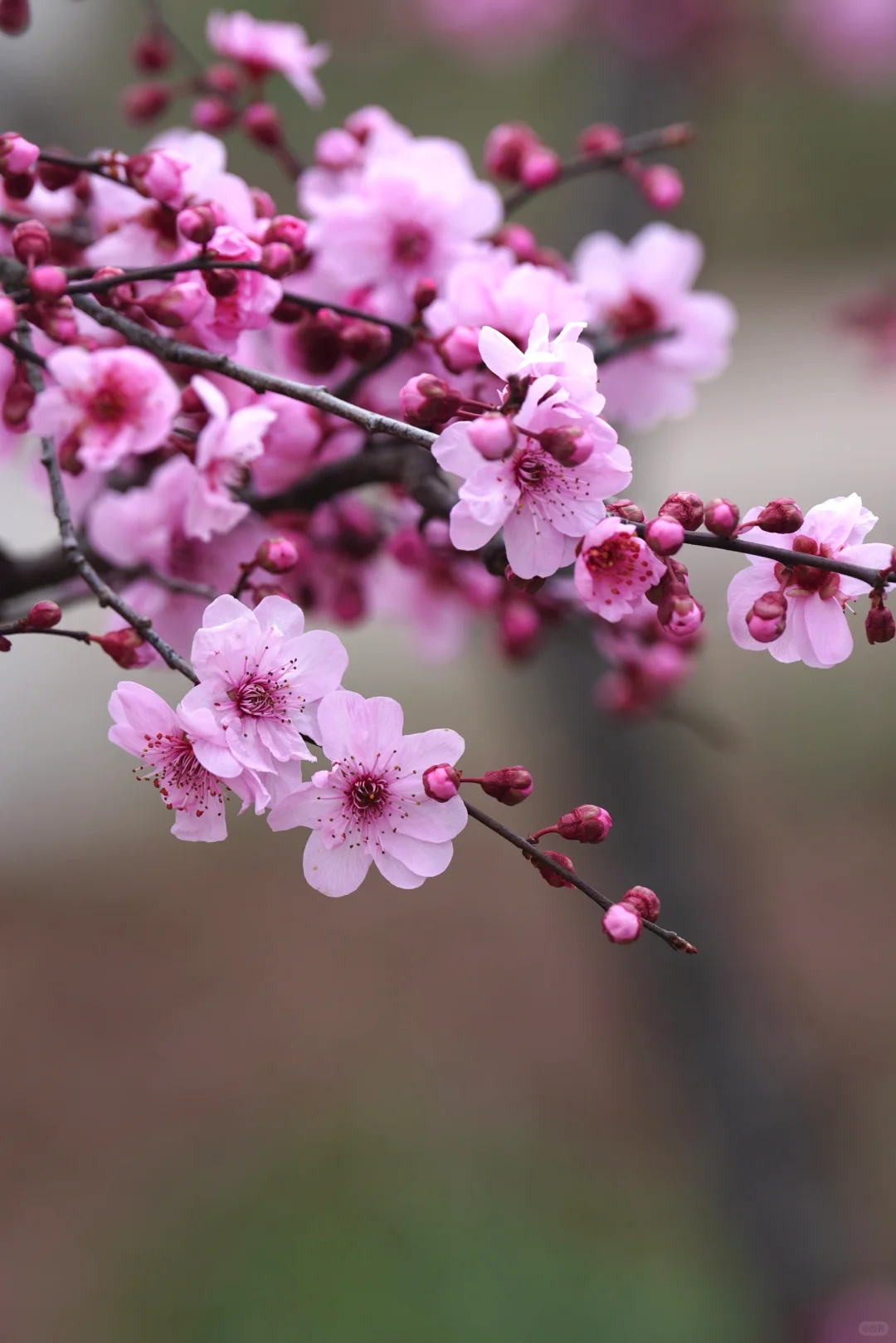 绯色流年｜美人梅（三）
