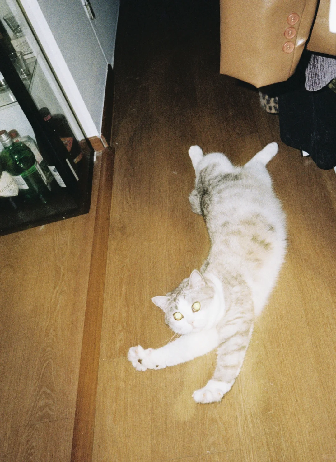 🎞️小猫咪私房照