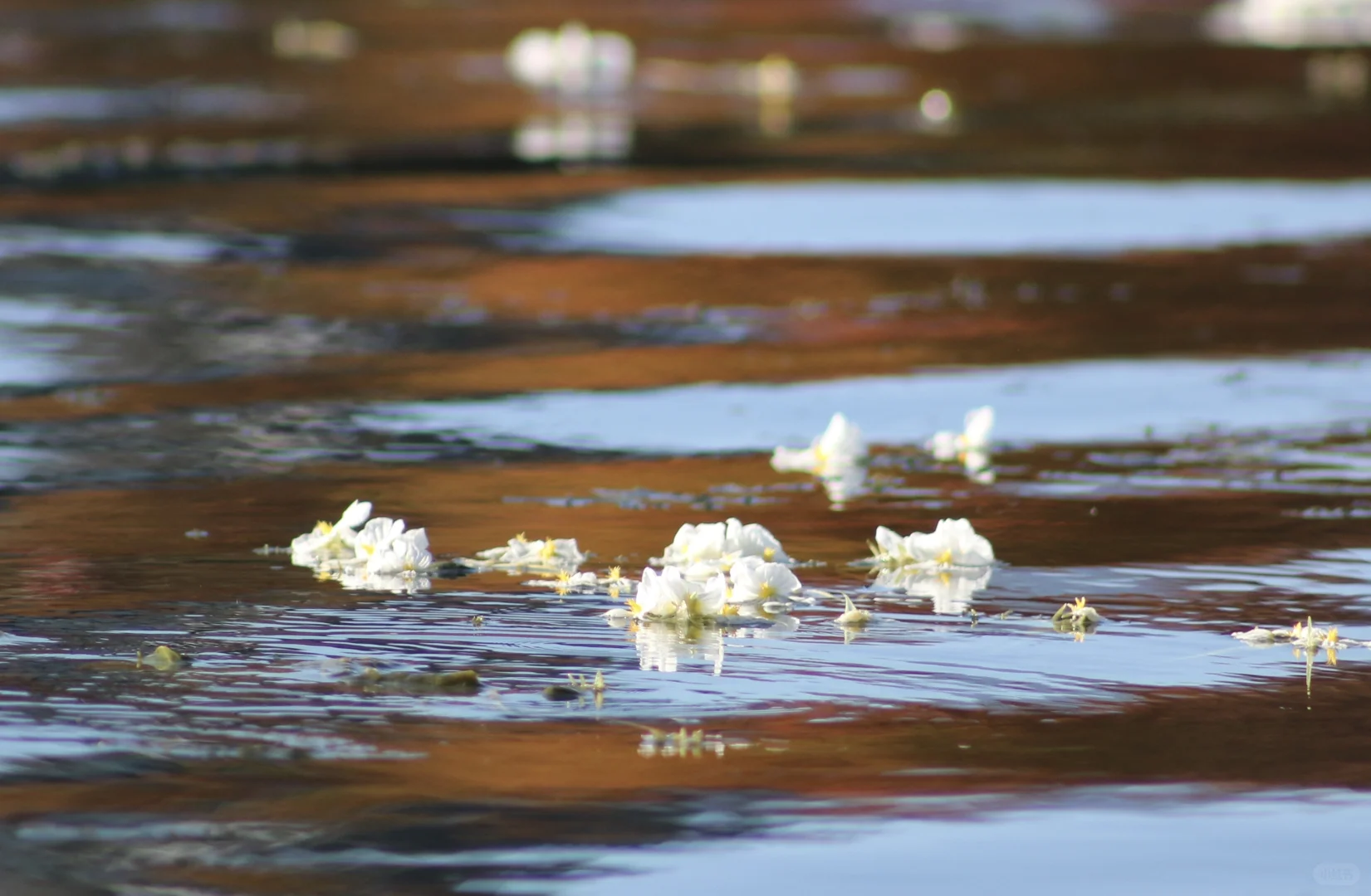 申请成为你的ipad壁纸！🩵🫧