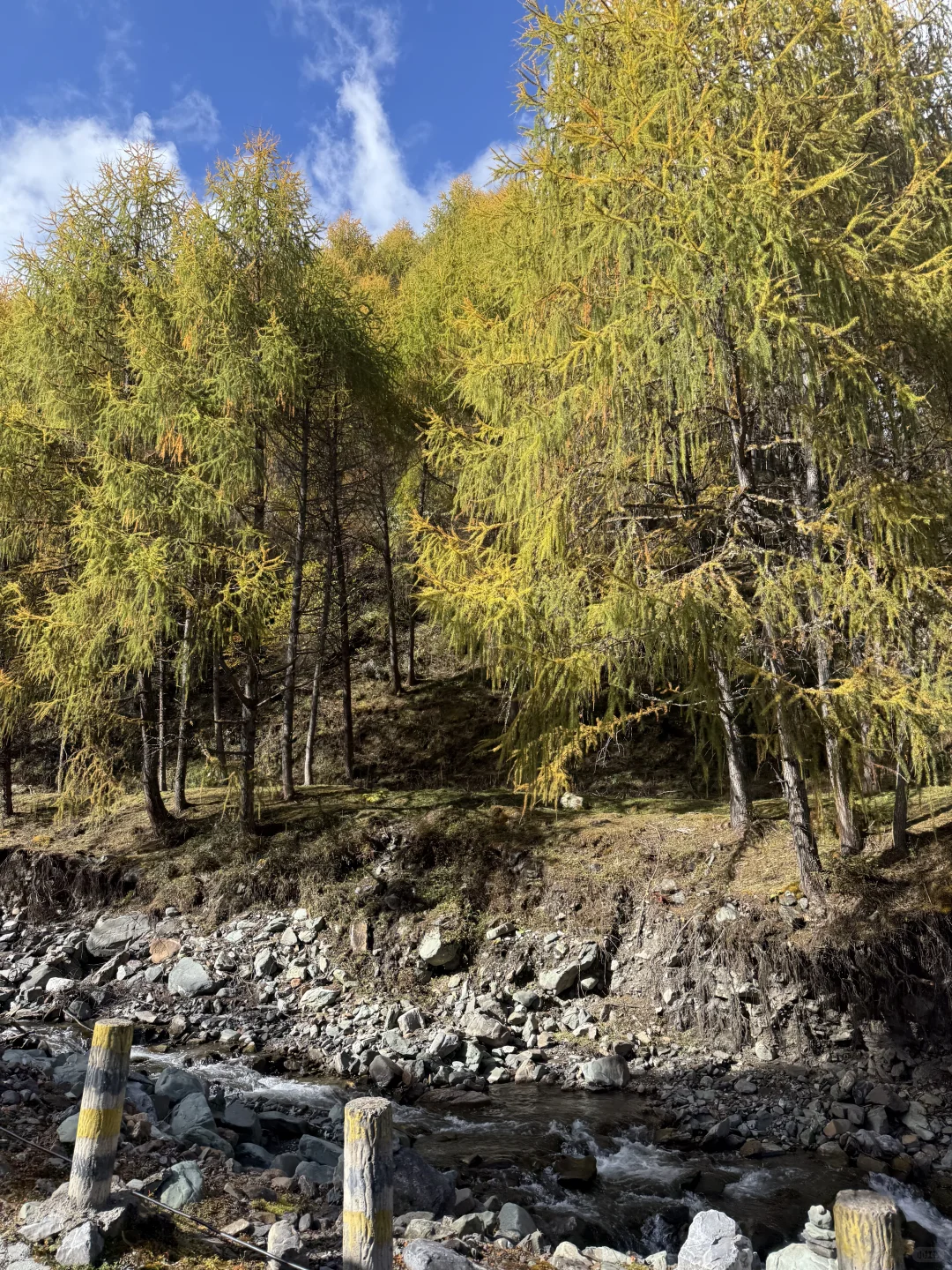 最后一抹秋黄，是写给冬天的序章。