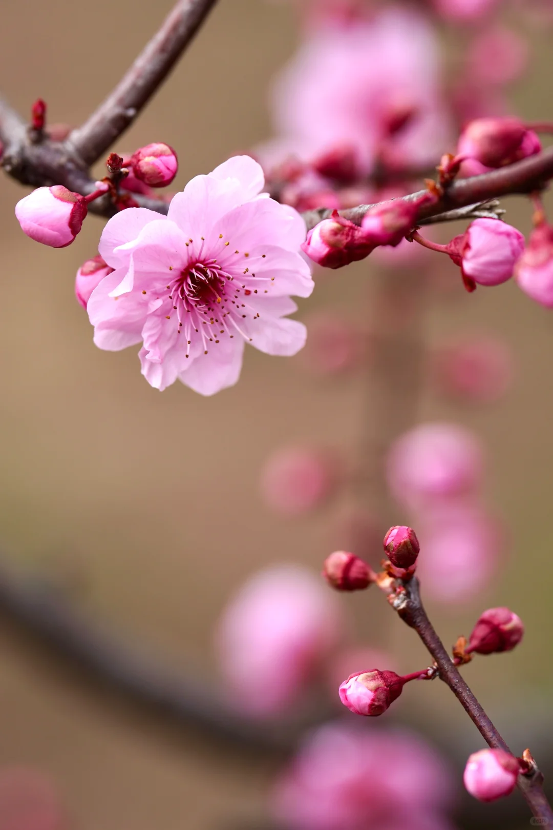 绯色流年｜美人梅（三）